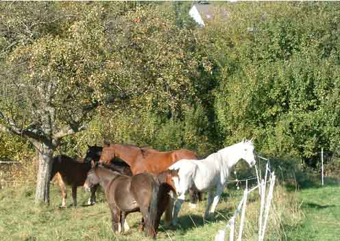 Pferde Gruppe